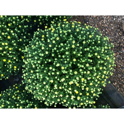 Chrysanthemum Ø17cm