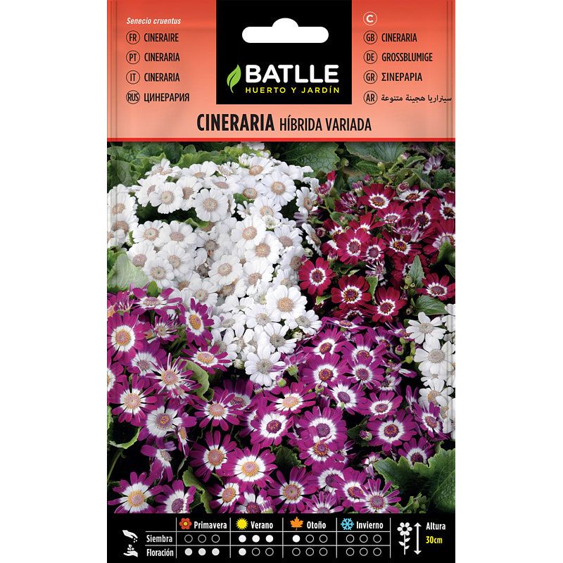 Cineraria hibrida variada